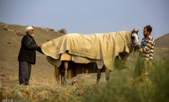 جشنواره اسب اصیل ترکمن